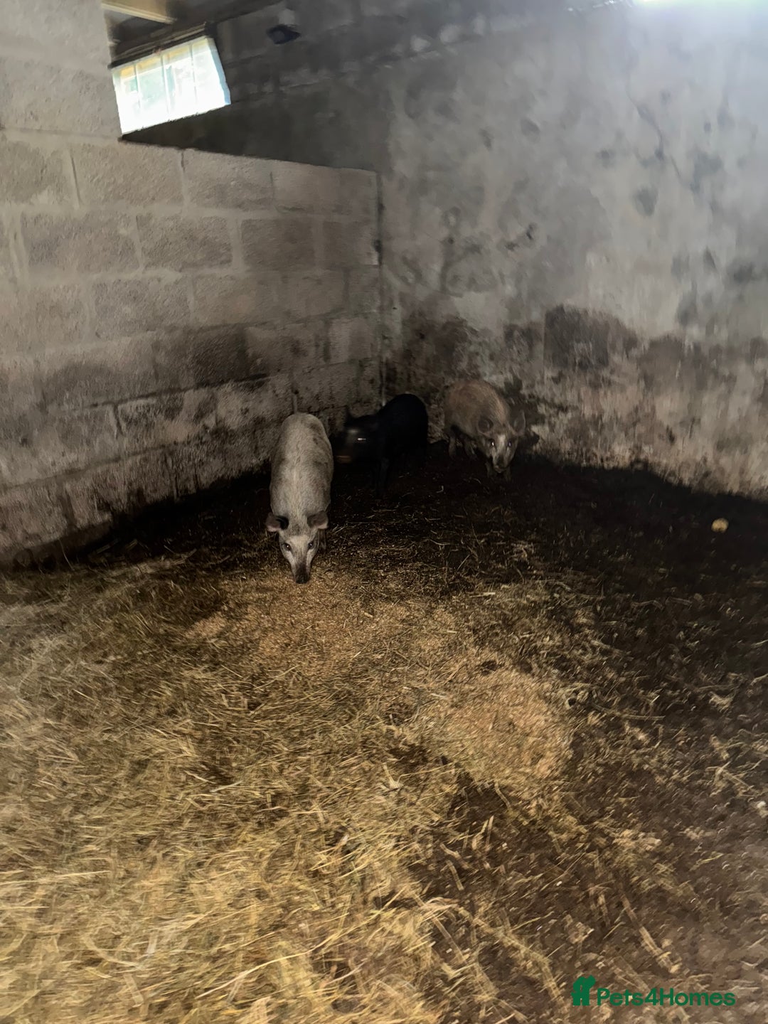 Pig livestock for sale: Heritage Ironage cross pietrain  - Advert 3