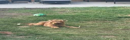 Irish Terrier dogs for sale: Beautiful Irish Terrier for sale - 1.5 years old  - Advert 9