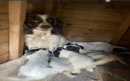 Cocker Spaniel dogs for sale: 7 beautiful cocker spaniel puppies  - Image 4
