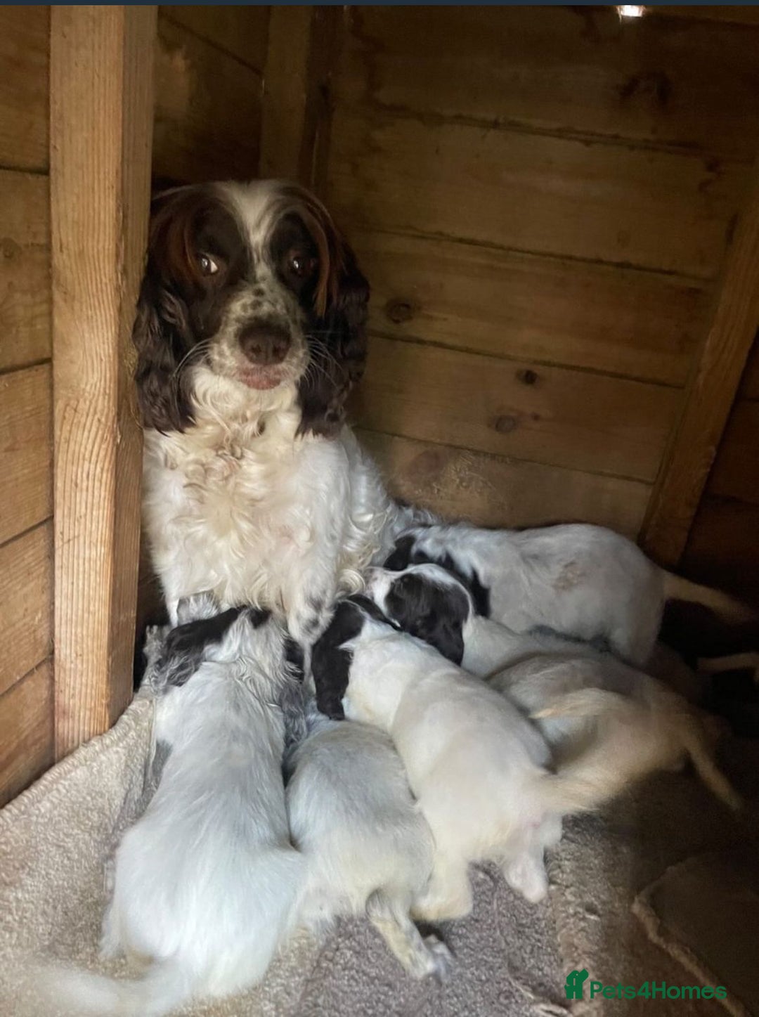 Cocker Spaniel dogs for sale: 7 beautiful cocker spaniel puppies  - Image 4