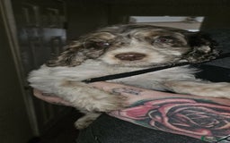 Cockapoo dogs for sale: 8 gorgeous cockapoo puppies - Advert 15