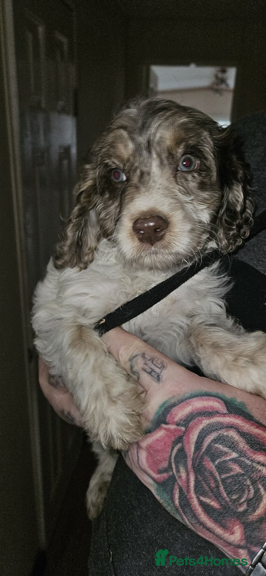 Cockapoo dogs for sale: 8 gorgeous cockapoo puppies - Advert 15