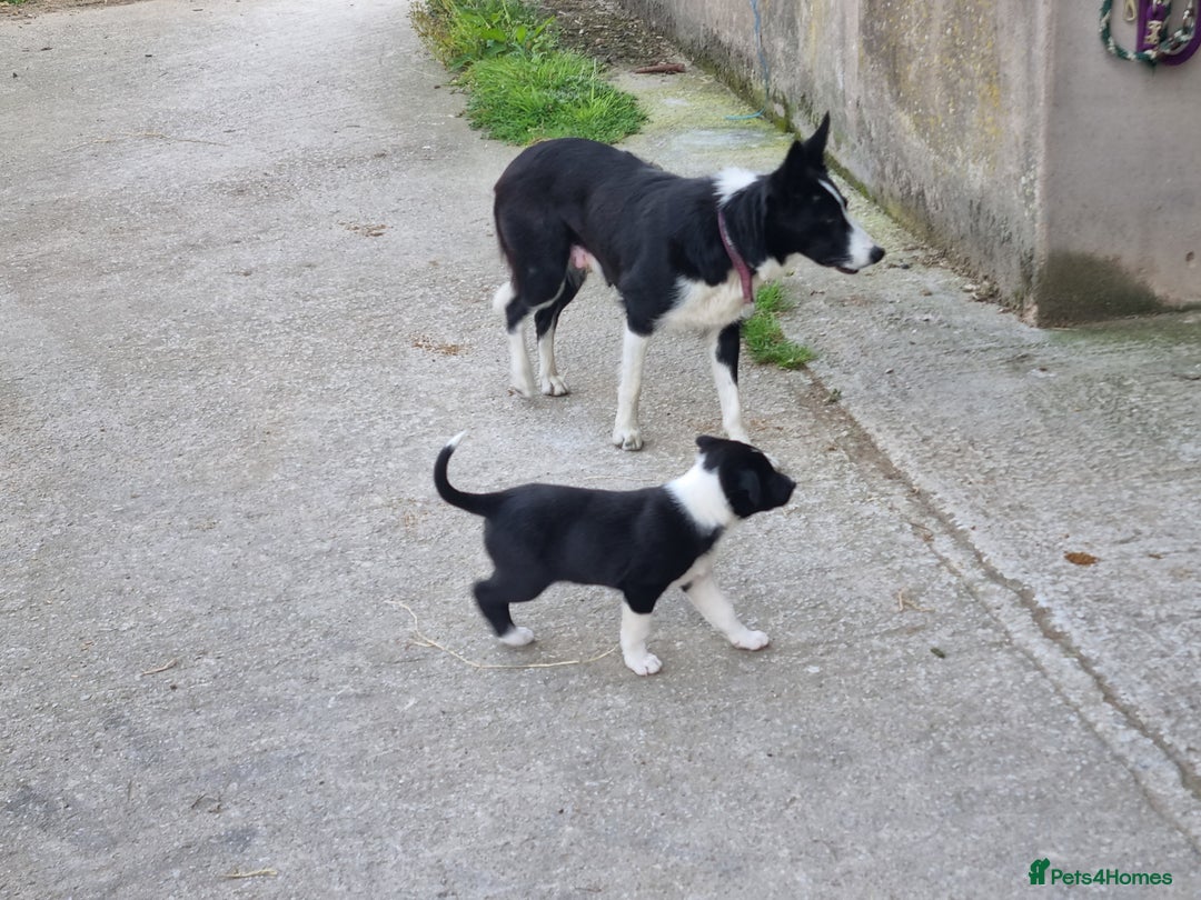 Border Collie dogs for sale: Farm Reared Border Collie Pups - Image 5