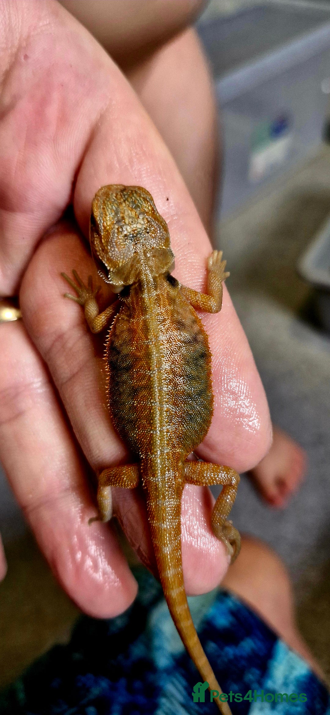 Bearded Dragon reptiles for sale: Pogona vitticeps + vitticeps/Barbata hybrids - Image 18