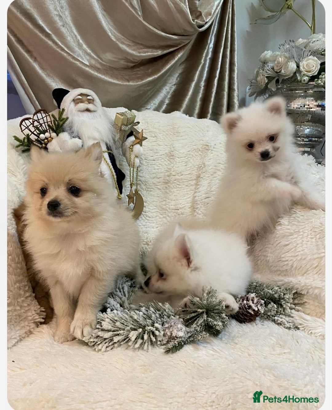Pomeranian dogs for sale: Pomeranian puppies ready to go… - Advert 13