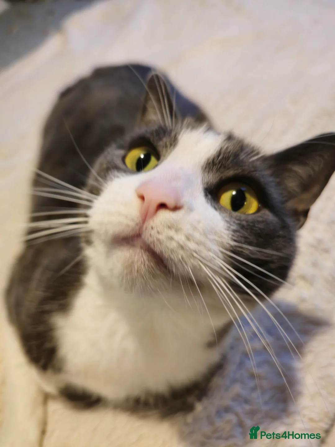 Mixed Breed cats for sale: Juno 7 years old - Advert 13