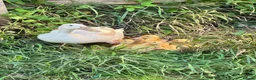 Ducks poultry for sale: 6 Indian runner ducks -  - Advert 3