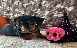 Dachshund dogs for sale: Beautiful Dachshund Puppies Ready to go 8th Nov  - Image 12