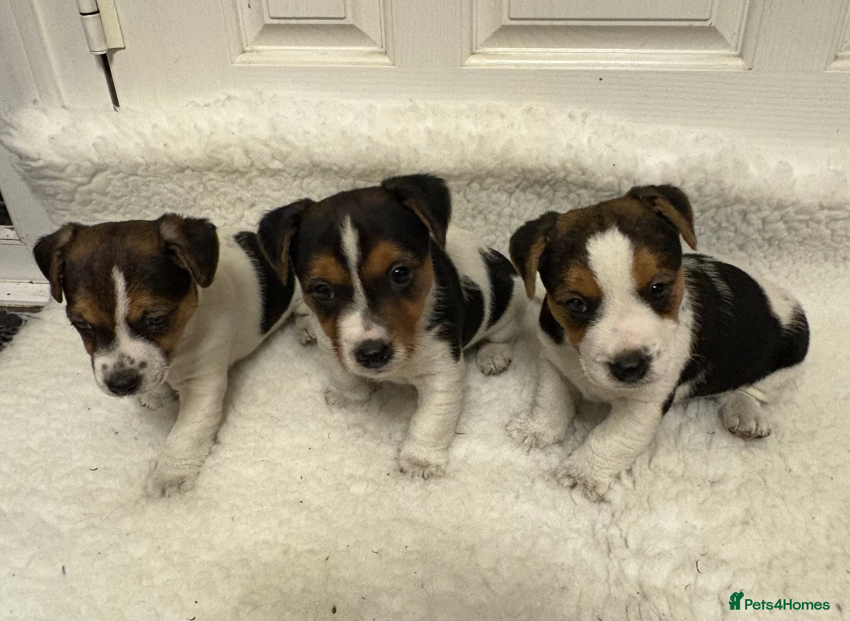 Jack Russell dogs Beautiful Jack Russell puppies - Advert 1