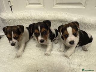 Jack Russell dogs Beautiful Jack Russell puppies - Advert 1