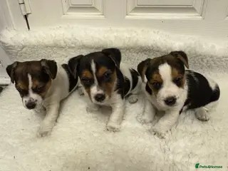 Jack Russell dogs Beautiful Jack Russell puppies - Advert 6