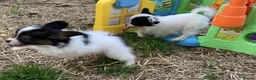 Papillon dogs for sale: Exquisite Papillon Puppies with Exceptional Charm in Cardiff - Advert 11