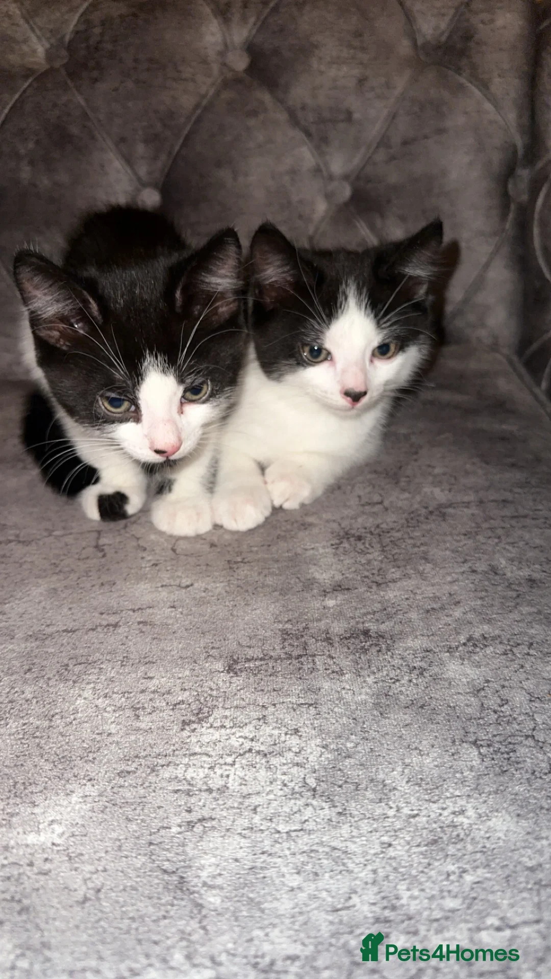 British Shorthair cats for sale: 2 lovely black and white shorthairs - Advert 9
