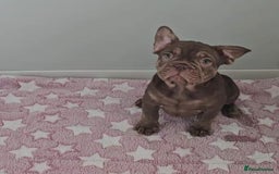French Bulldog dogs for sale: Beautiful pet priced french bulldogs - Image 4