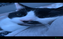 Domestic Shorthair cats for sale: TWO CATS NEED REHOMING TOGETHER  - Image 5