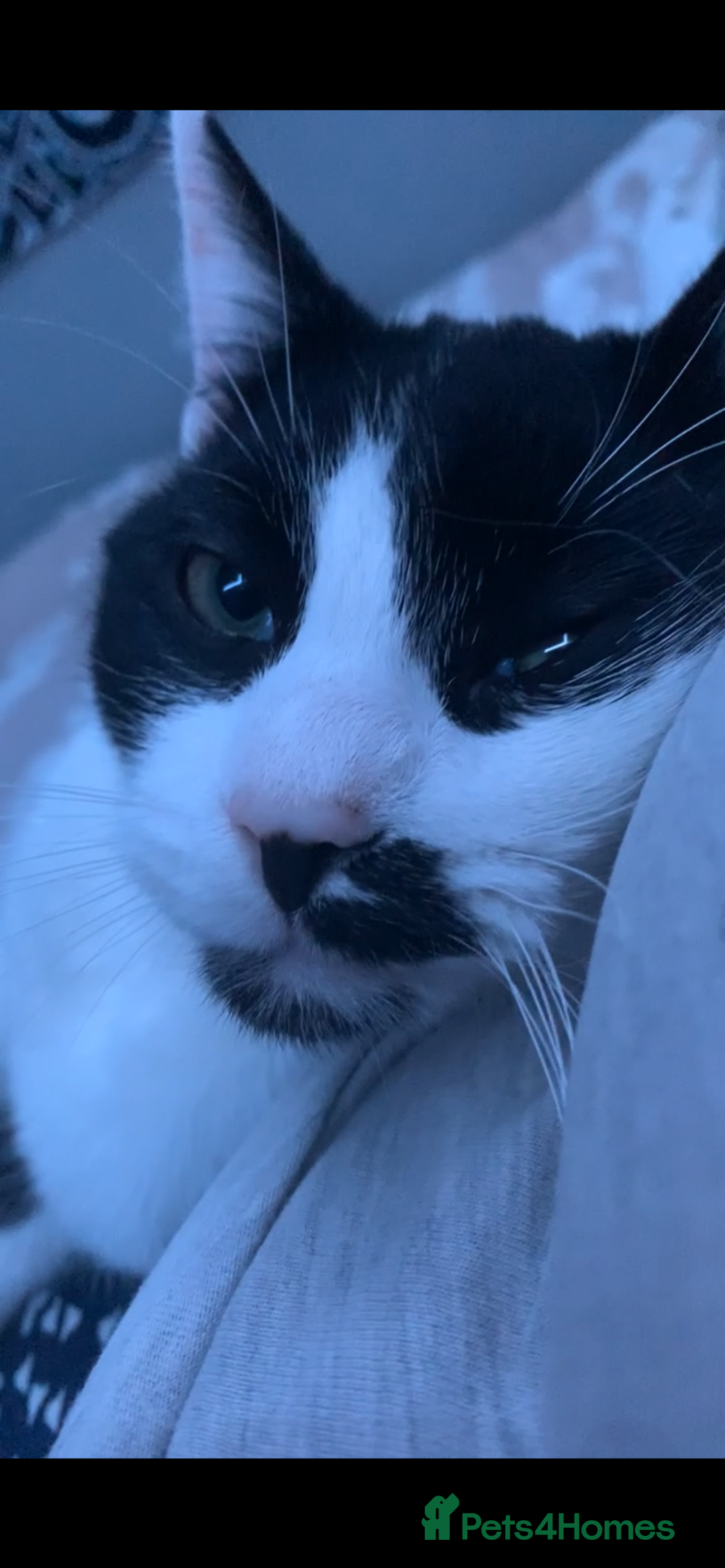 Domestic Shorthair cats for sale: TWO CATS NEED REHOMING TOGETHER  - Image 5