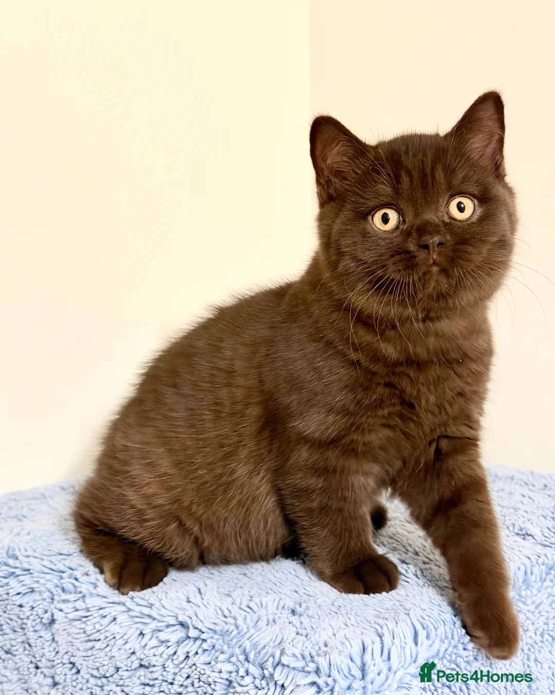 British Shorthair cats for sale: BSH chocolate boys TICA registration  - Advert 19