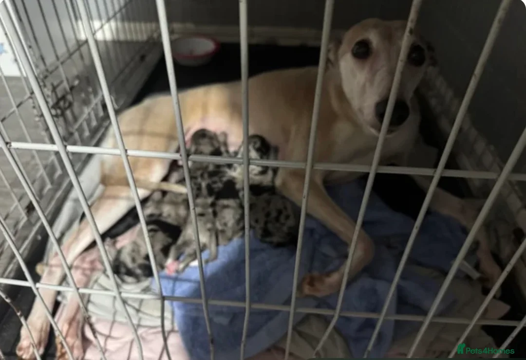 Mixed Breed dogs for sale: Whippoos  - Advert 11