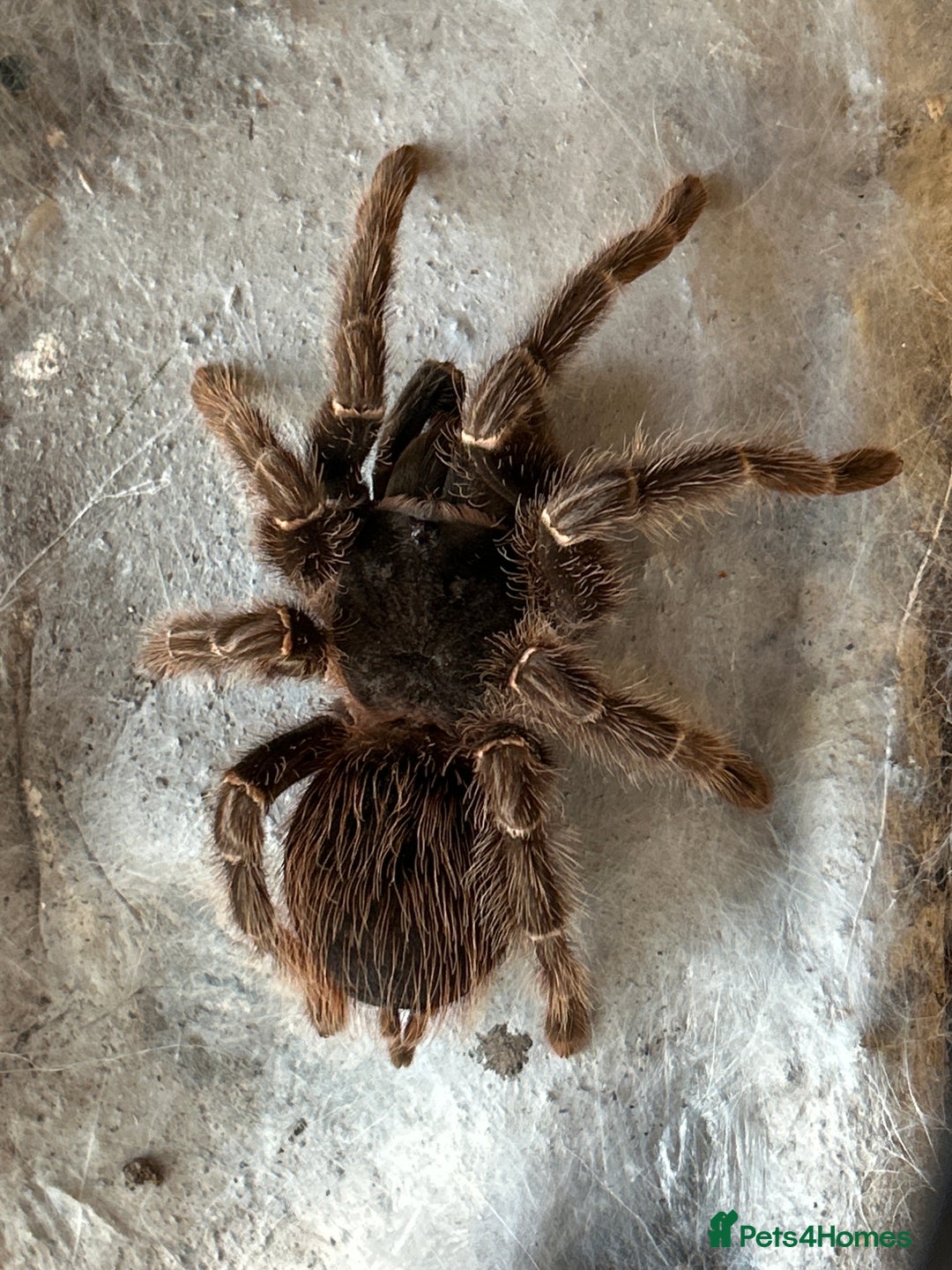 Tarantulas invertebrates for sale: Tarantula - Image 1