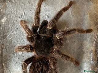 Tarantulas invertebrates - Advert 1