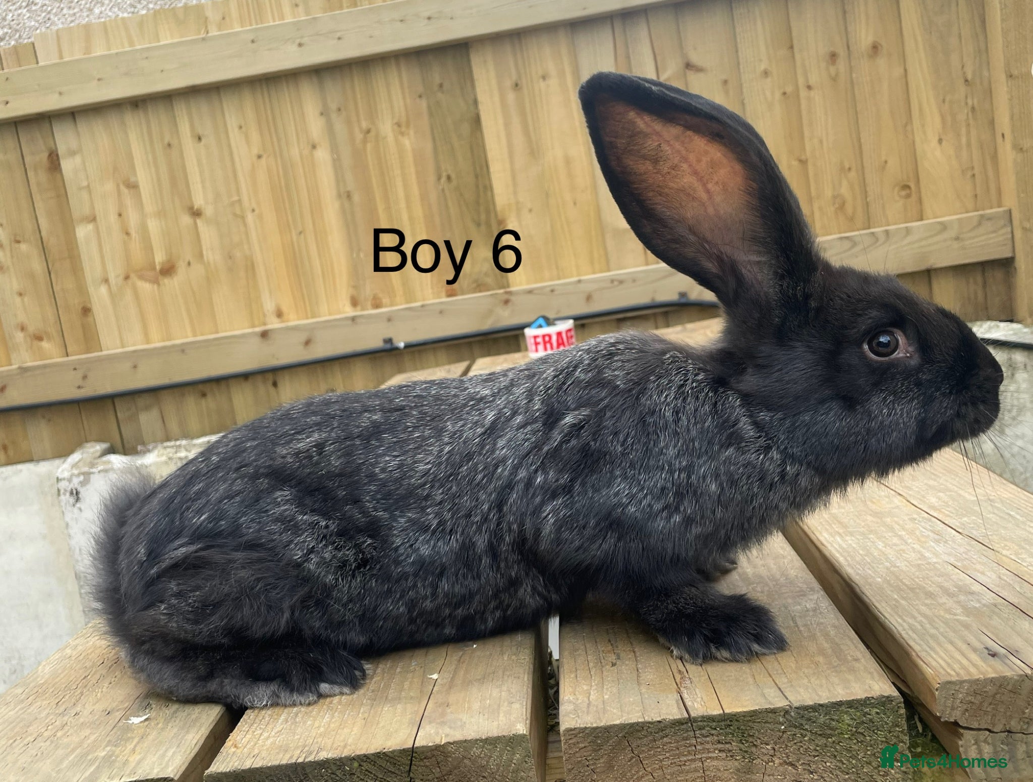Continental Giant rabbits 💖3 left!!! Pure bred continental giants💖 - Advert 1