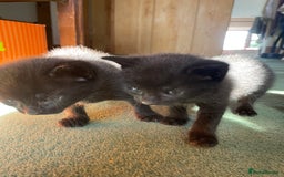 Mixed Breed cats for sale: Russian blue cross black and tabby kittens  - Advert 30