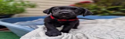 Springador dogs for sale: BEAUTIFUL SPRINGADOR PUPPIES - Advert 17