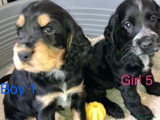 Cocker Spaniel dogs Kc show extensive health tests beautiful colours - Advert 18