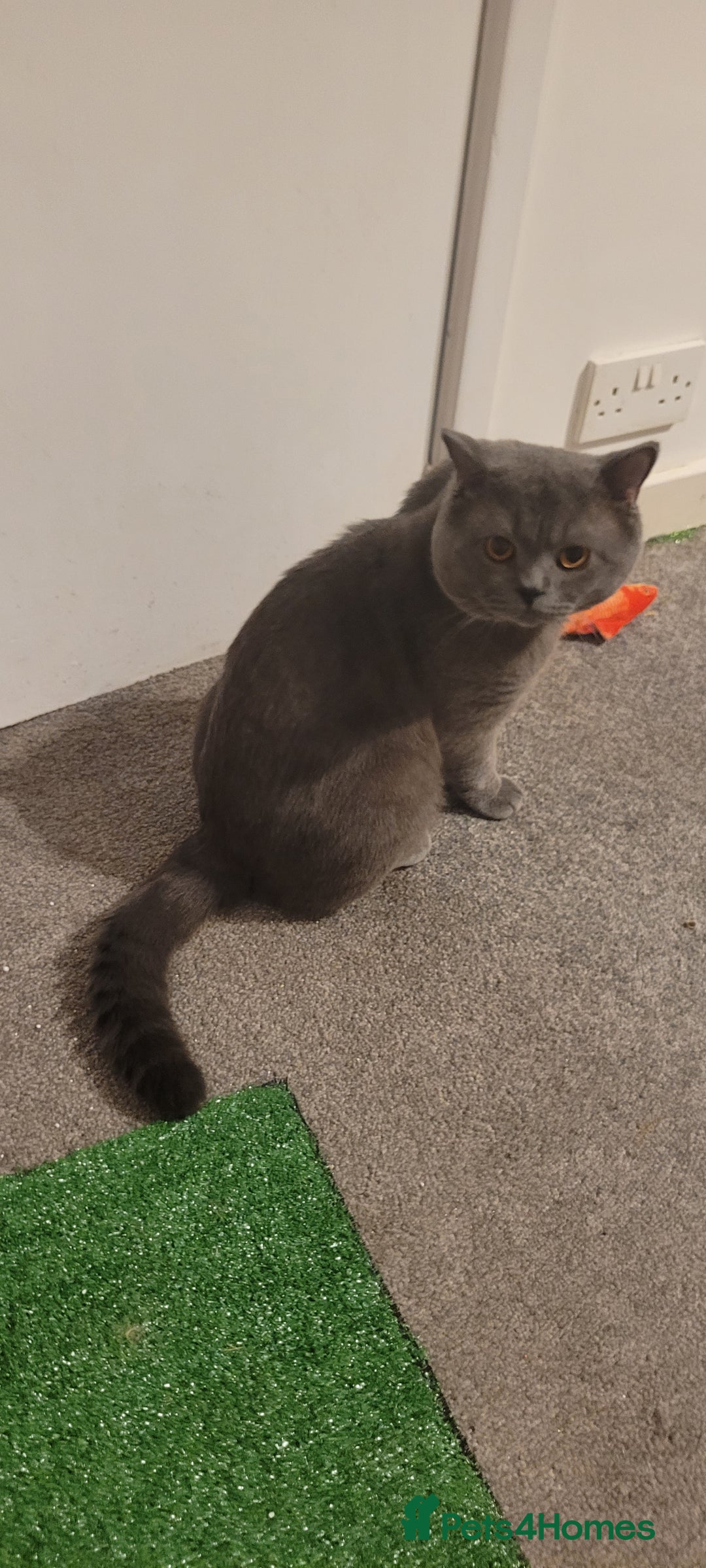 British Shorthair cats for sale: BRITISH SHORTHAIR MALE FOR SALE  - Advert 3