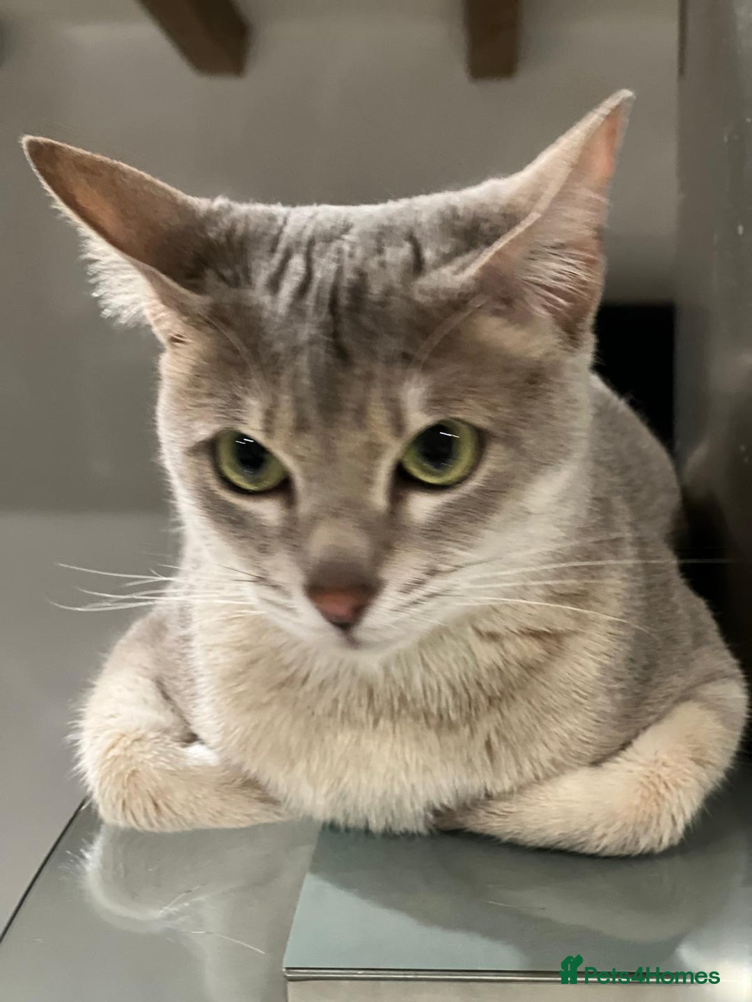 Savannah cats for sale: Stunning Savannah cats for sale - Image 2