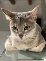 Savannah cats - Advert 1