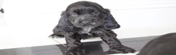 Cocker Spaniel dogs for sale: Beautiful KC Registered Show-Type Puppies - Advert 21
