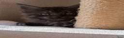 Maine Coon cats for sale: PEDIGREE BLACK SMOKE MAINE COON MALE TICA  - Advert 5