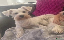 Miniature Schnauzer dogs for sale: Beautiful litter of Miniature Shnauzers  - Image 26