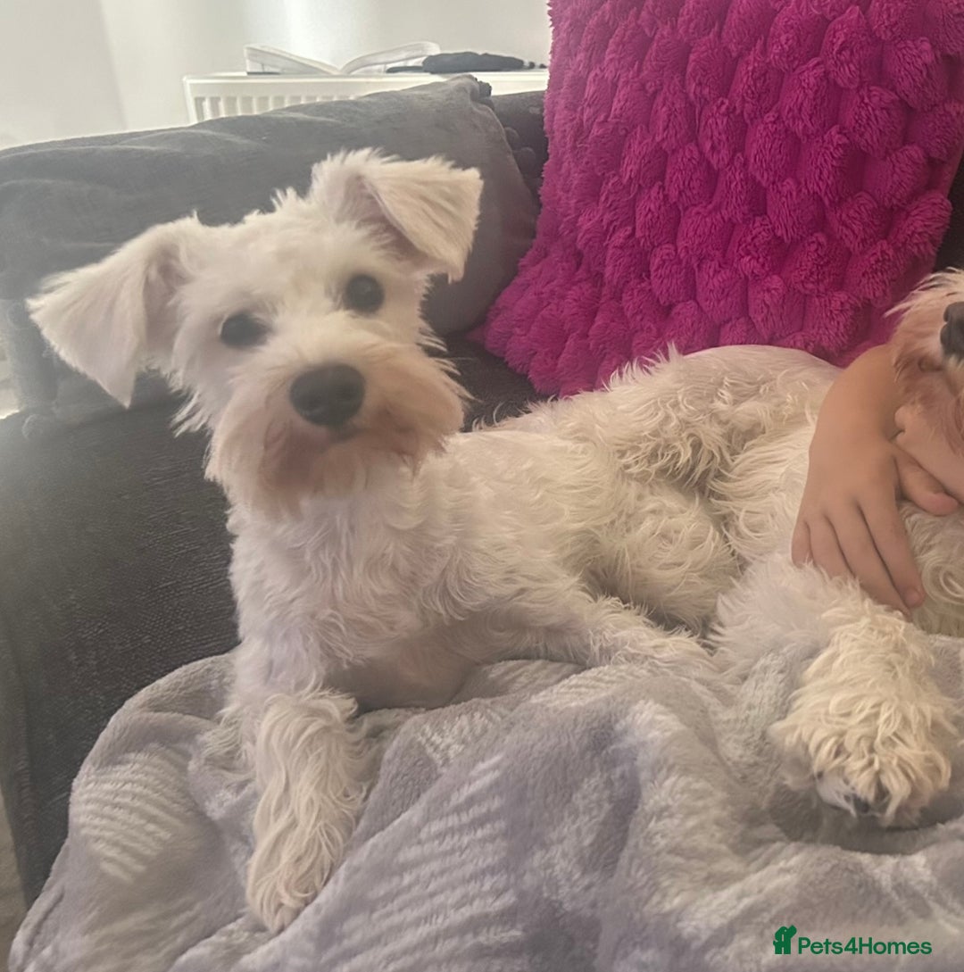 Miniature Schnauzer dogs for sale: Beautiful litter of Miniature Shnauzers  - Image 26