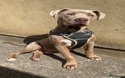 Mixed Breed dogs for sale: Bruno - Image 2