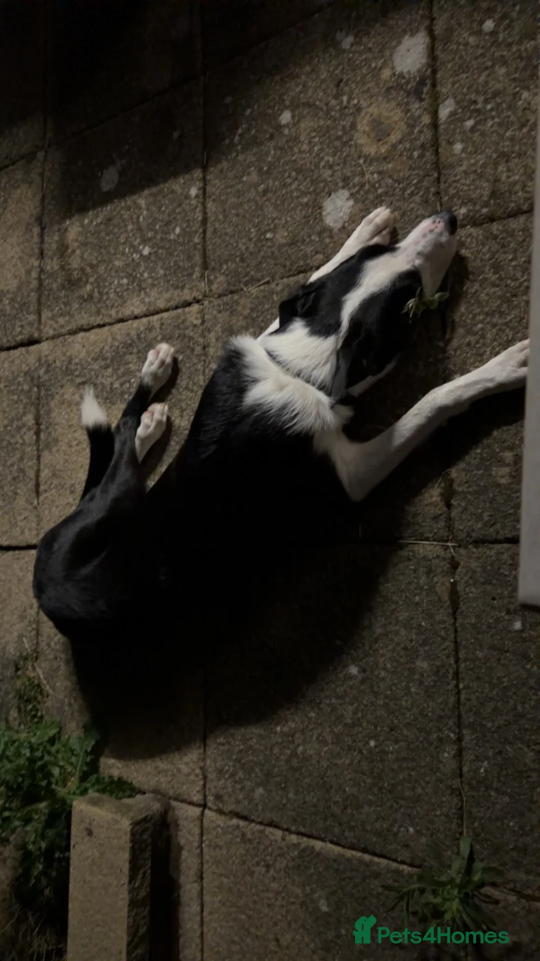 Smooth Collie dogs for sale: 11 month old border collie - Jax  - Advert 10