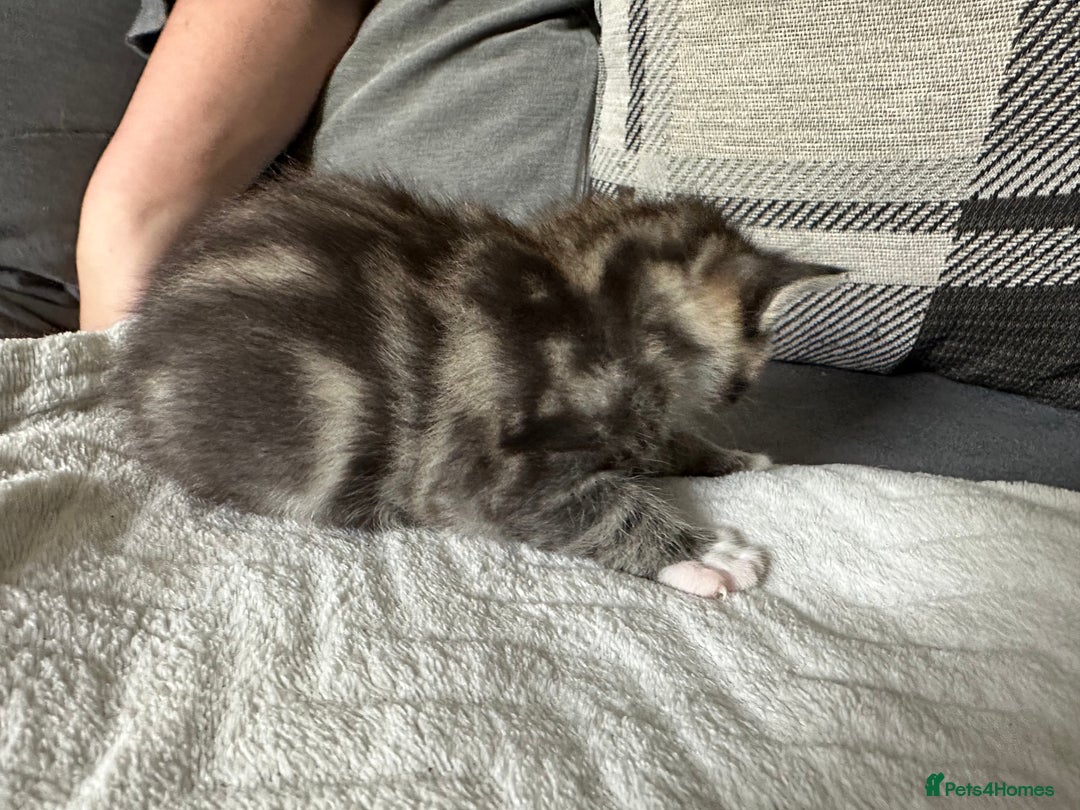Mixed Breed cats for sale: Beautiful kittens  - Image 19