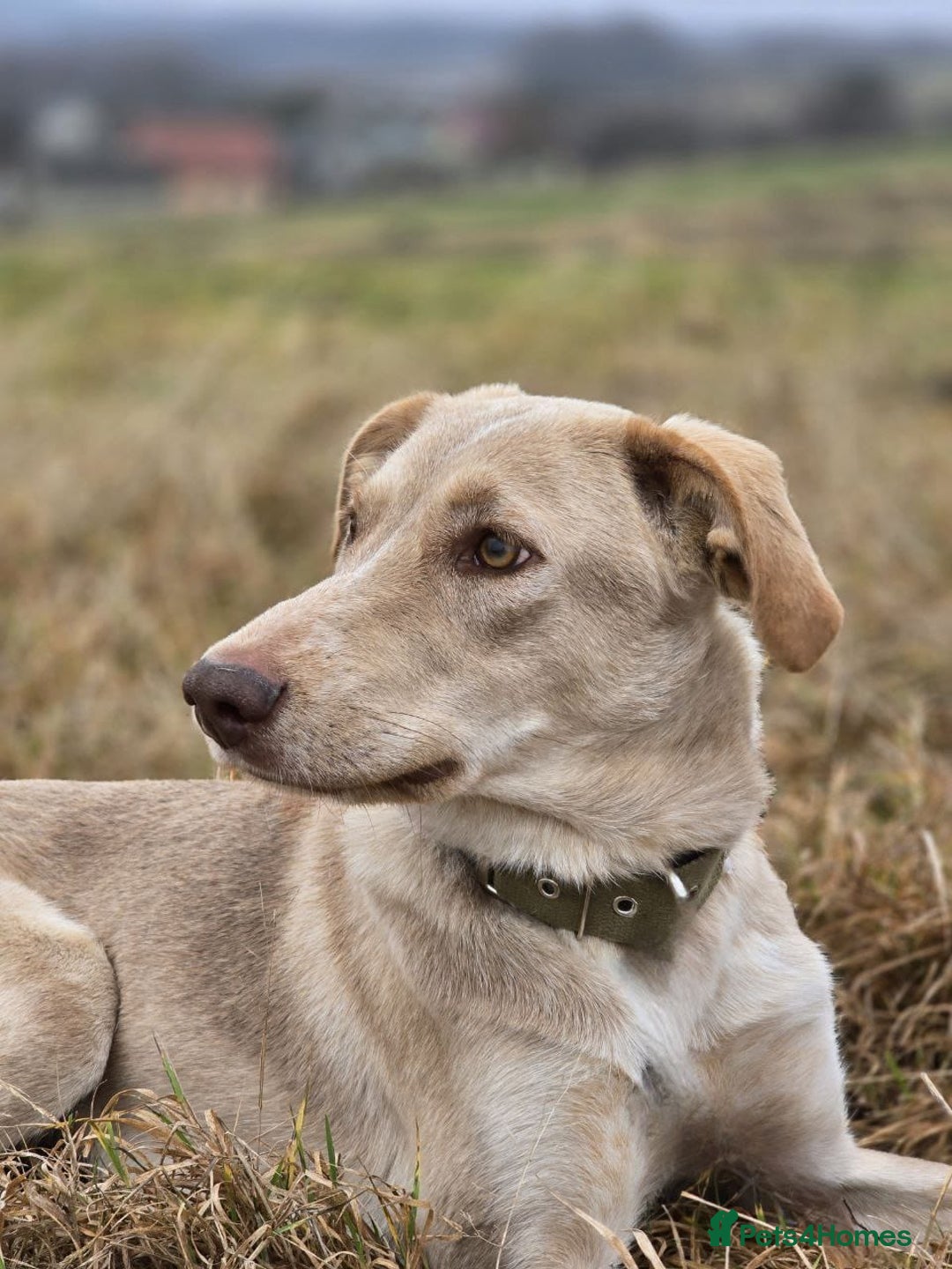 Mixed Breed dogs for adoption: ❤️ JENA – A Gentle 1 year old Girl ❤️ - Advert 9