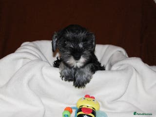 Miniature Schnauzer dogs Charming Mini Schnauzers with KC registration - Advert 4