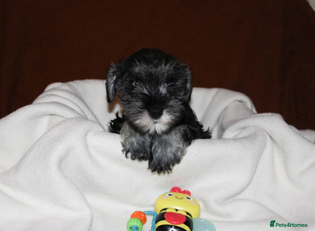 Miniature Schnauzer dogs for sale: Charming Mini Schnauzers with KC registration - Advert 12