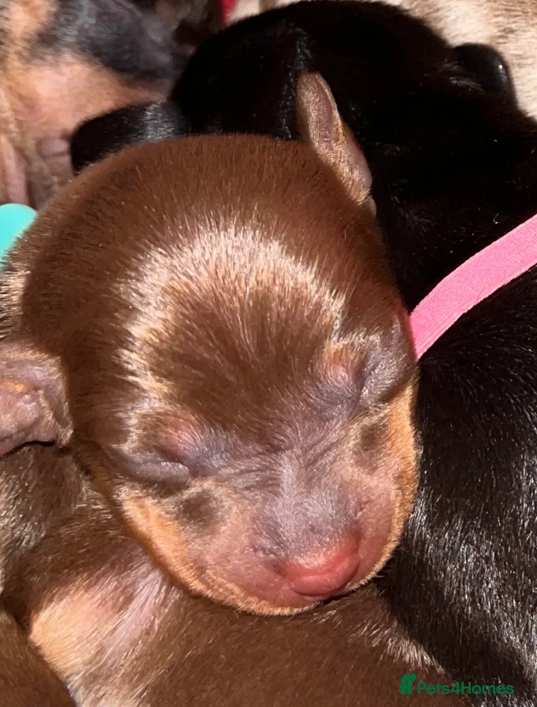 Miniature Dachshund dogs for sale: 7 mini dachshunds Exeter Devon  - Advert 19