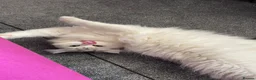 Persian cats for sale: Persian Chinchilla  - Advert 3