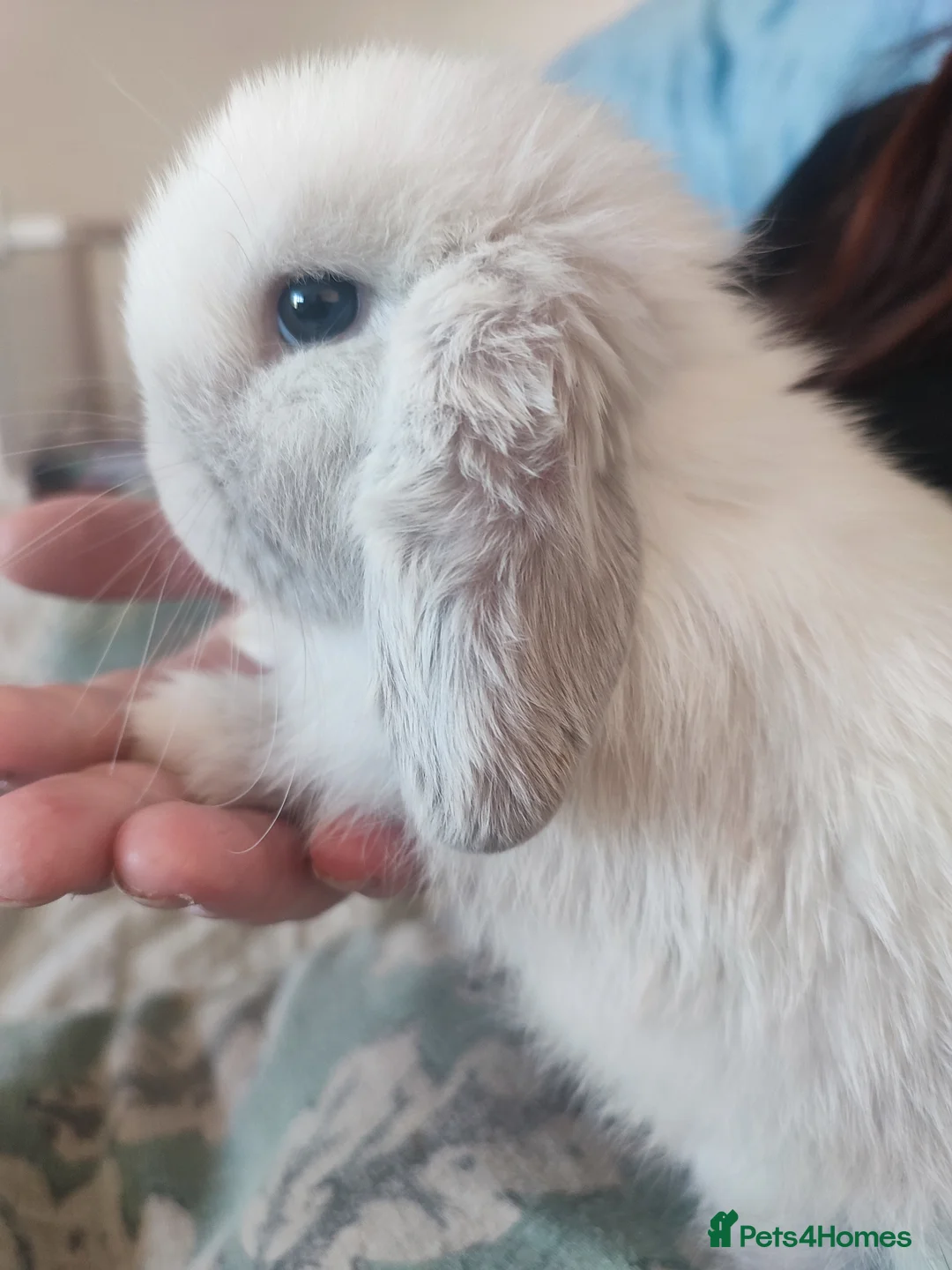 Mini Lop rabbits for sale: Baby Mini Lops - Advert 13
