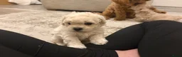 Mixed Breed dogs for sale: Beautiful White Poochon boy ❤️ - Advert 13