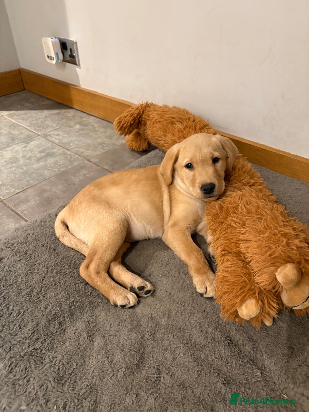 Labrador Retriever dogs for sale: Fox Labrador retriever puppies - Advert 11