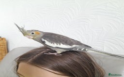 Cockatiels birds for sale: Male Cockatiels 8 weeks old - Image 4