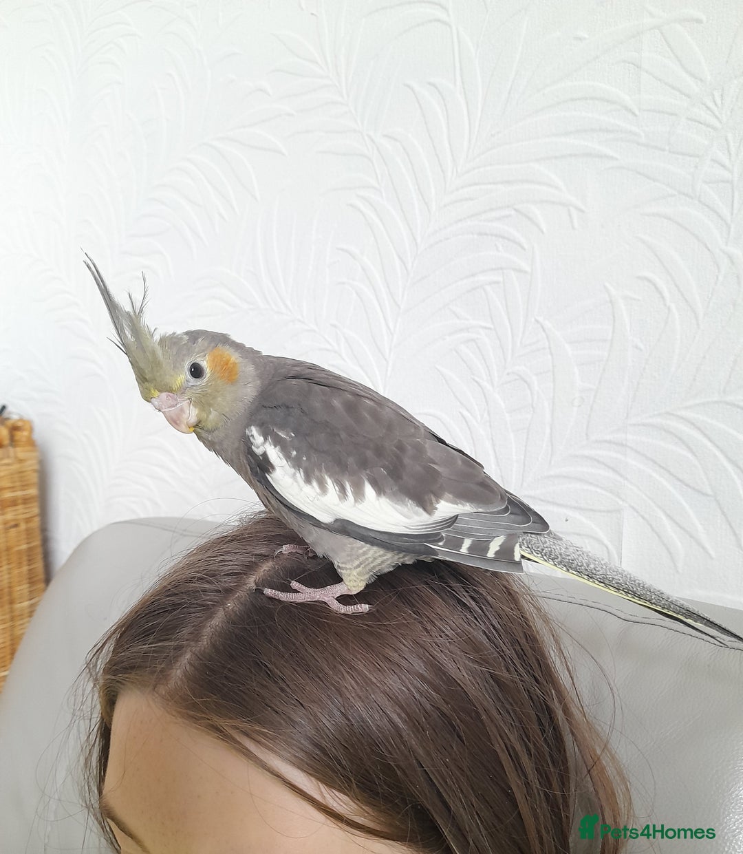 Cockatiels birds for sale: Male Cockatiels 8 weeks old - Image 4