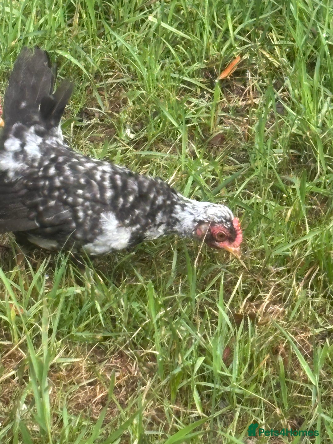 Chickens poultry for sale: Serama cockerel  in Teddington - Image 7