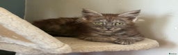 Maine Coon cats for sale: Three lovely Maine Coon babies - Advert 5